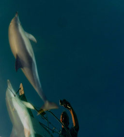 Dauphins sur une mer d'huile en baie d'Audierne à bord de Treizour - photo non retouchée ! Août 2022