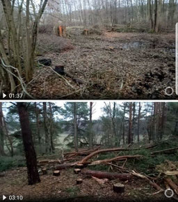 Screenshot eines Waldphotos nach der Durchforstung