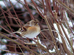 Bergfink (Foto Rolf Jürgens)