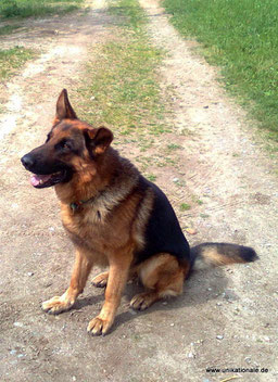 Finn auf der Terrasse