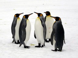 Wo, bitte, geht's hier zur Couch? Angewandte Psychoanalyse ist in der Gruppenarbeit nicht neu. Gegenwärtig erreicht sie die Beratungsbranche. Bild King Penguins David Stanley/flickr