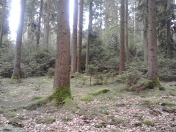 Selbst das Naturidyll ist keine konfliktfreie Zone. Bild MSG