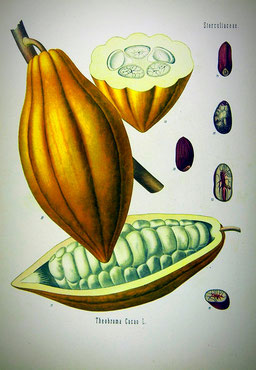 von Franz Eugen Köhler, Köhler's Medizinal-Pflanzen