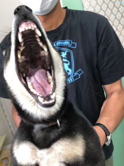 ショック/長谷川動物病院