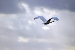 les oiseaux s'orientent grâce au pôle nord magnétique
