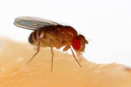 mouche du vinaigre - drosophile
