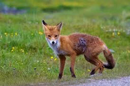 renard