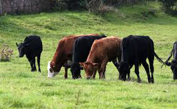 les vaches s'alignent parallèlement à l'axe magnétique