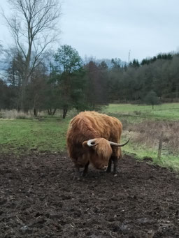 orientation Nord-Sud pour les vaches