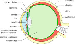 oeil humain