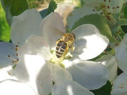 Honigbiene auf Apfelbaumblüte