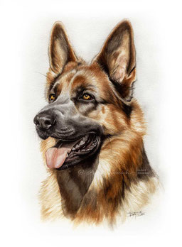 Hunde Portrait Deutscher Schäferhund malen lassen in Aquarell