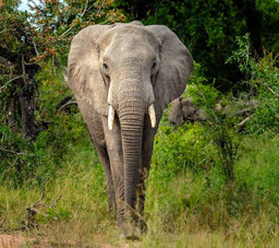 DICTÉE sur les ANIMAUX - Cm2 - éléphant