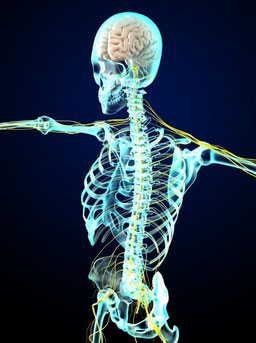 骨格調整で神経も整えると、内臓機能が回復したり、基礎代謝が上がったり、自然治癒力までＵＰします。