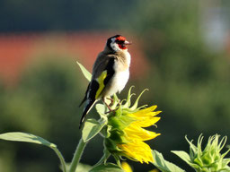 Stieglitz im Sonnenblumenfeld (NABU)