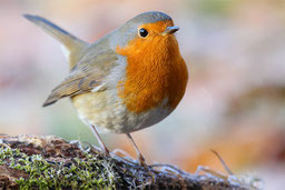 Rotkehlchen im Winter - Foto: Frank Derer