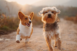 Hunde auf einem Spaziergang