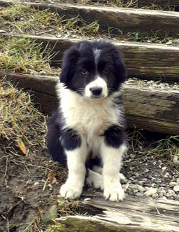 mehrere Hunde sind gemeinsam unterwegs