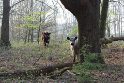 Hudewald in der Roheide (Foto C. Marien)