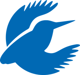 Blauer Eisvogel auf weißem Hintergrund