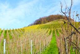 Blick auf einen Weinberg