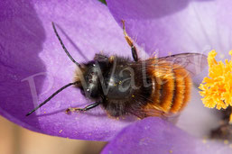 Bild: Männchen, Gehörnte Mauerbiene, Osmia cornuta,  Krokus