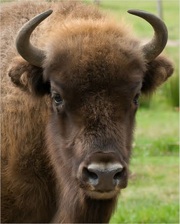 Bisonte europeo, ecosistemas, ecología, naturaleza ...