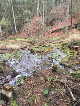 Erfolg Umwelt-Event, Kottelbachquelle, Quelle, Trippstadt, BUND, Wasserläuferprojekt