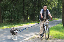 Husky am Fahrrad