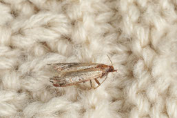 Motte (Kleidermotte/Lebensmittelmotte)