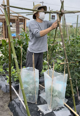 キュウリの合掌型支柱立て