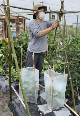 キュウリの合掌型支柱立て