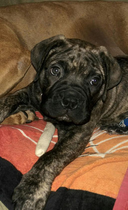 brindle bullmastiff puppy from Boggy Creek Bullmastiffs