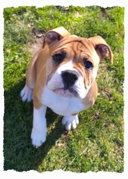 Chiot Bouledogue Continental à l'école pour chiots à Dax