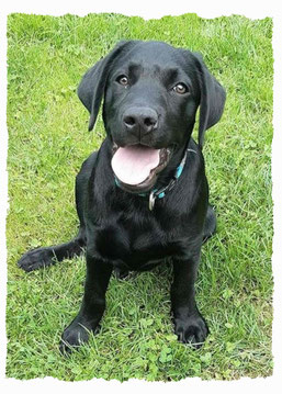 Chiot Labrador du Retriever à l'école pour chiots à Dax