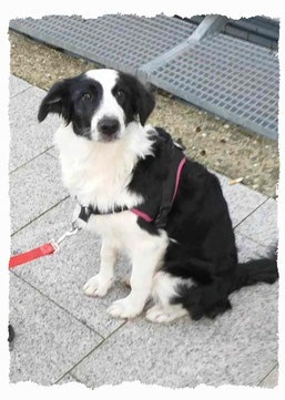 Chiot Border Collie à l'école pour chiots à Dax