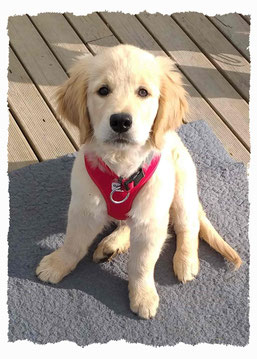 Chiot Golden Retriever à l'école pour chiots à Dax