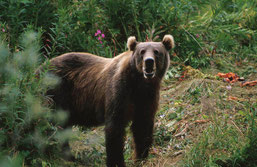 Kodiak-Bär, Quelle: https://commons.wikimedia.org/wiki/File:Kodiak_Brown_Bear.jpg