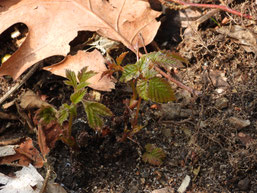Wald-Geißbart (Aruncus dioicus)