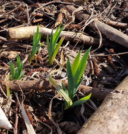 Sumpfschwertlilie im Frühjahr