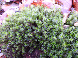 Schöne Widertonmoos (Polytricum formosum)