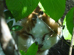 苑庭にはいつもの地域猫が葉陰に。