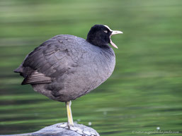 Blässhuhn (Fulica atra)