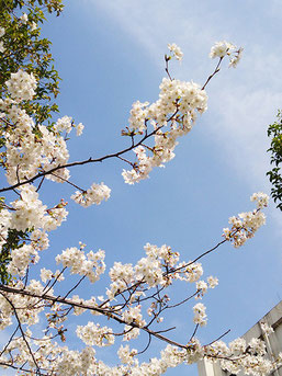 のぶおさん：中央区日本橋久松町(3/31)