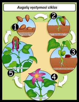 Vystymosi etapai (drugelio, paukščio, augalo, varlės, vandens)