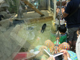 王子動物園の赤ちゃんヒョウの兄弟が池でボール遊びをする写真４