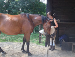 Het paard is betrokken en vol vertrouwen bij het opdoen van de barebackpad