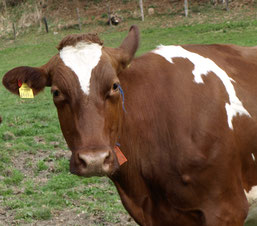 Das Bild zeigt Jersey Girl, diese Kuh konnte sich nicht entscheiden, ob sie rot oder schwarz werden soll – sie hat beide Farben