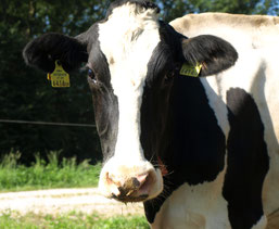 Dieses Foto zeigt unsere Holstein Kuh Werona, sie ist eine "Spätzünderin" und entwickelt sich mit jedem ihrer Kälber mehr zum Positiven