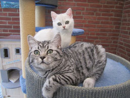Wolli 5 Monate mit Bonnie